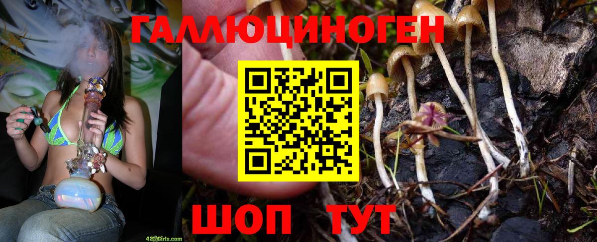 Псилоцибиновые грибы мицелий Камышин